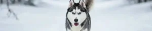 AI-generated wildlife and animal digital art collection
